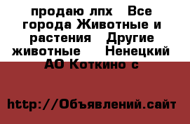 продаю лпх - Все города Животные и растения » Другие животные   . Ненецкий АО,Коткино с.